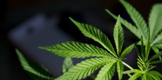 Buyer’s Guide To Legal Cannabis In Orange County