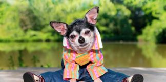 10 Best Dog Clothing Brands In 2025