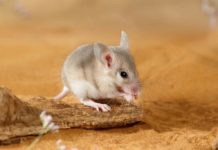 Mice Exterminator for the Business Owners and Why It’s Necessary in 2025