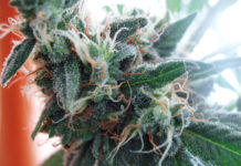 The Differences Between Cannabinoids and Terpenes