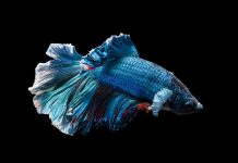 How to Tell the Gender of a Betta Fish