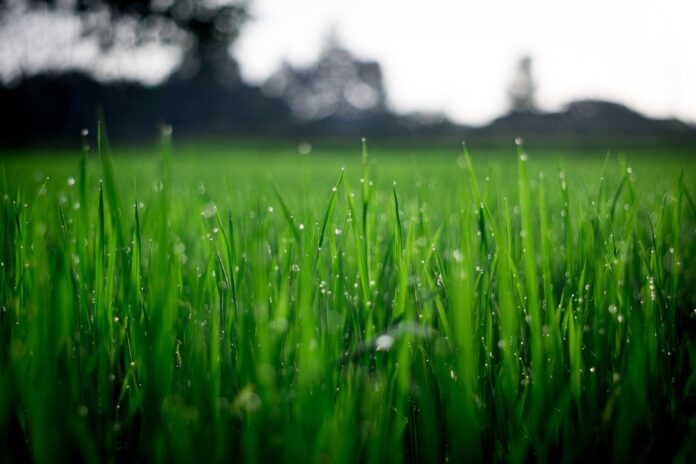 Rainy Grass