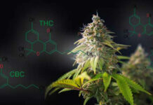 What Are the Effects of Cbc?