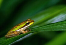 Building a Frog Paradise: Essential Elements for the Perfect Habitat