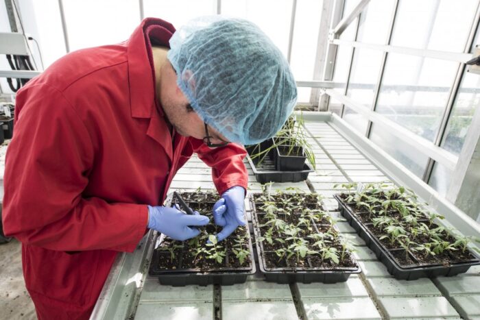 Scientifically Powered Green Thumb: A Look at Modern Plant Breeding ...