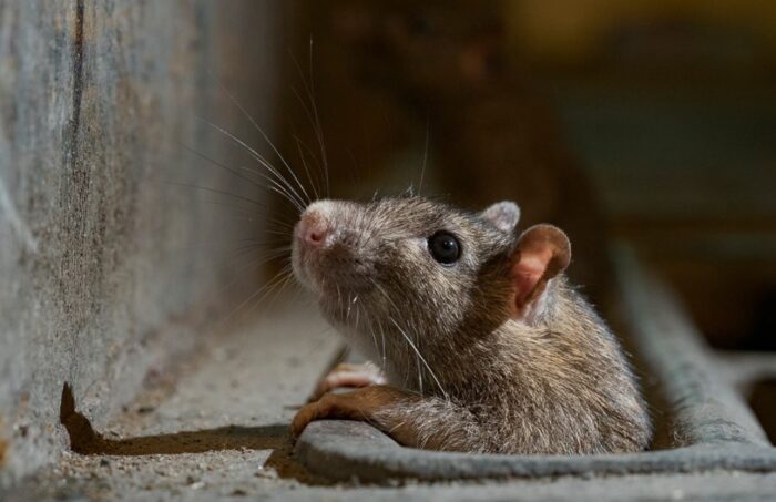 Risks Involved with rats