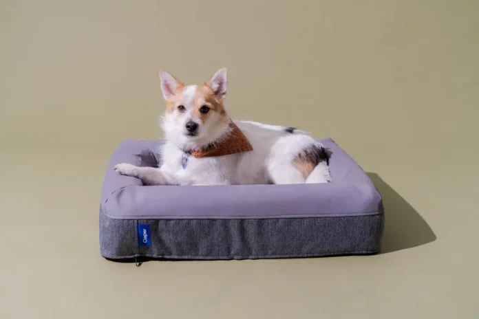dogbeds-