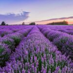 2024 Provence Lavender Season