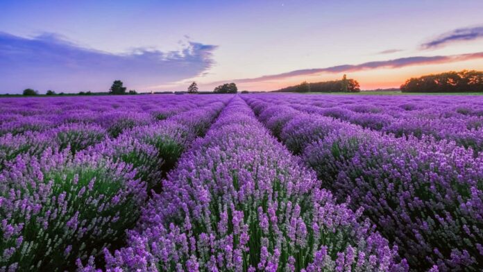 2024 Provence Lavender Season