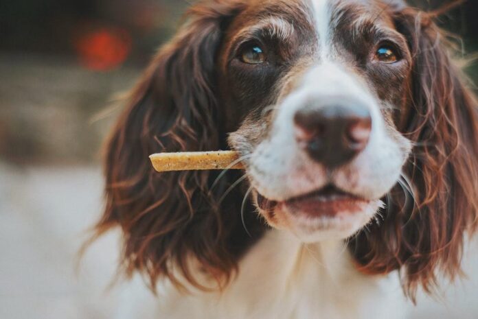 The Ultimate Guide to CBD Soft Chews for Dogs