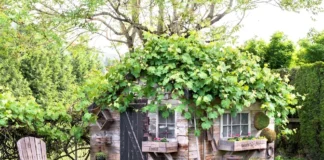 Shed Removal Services