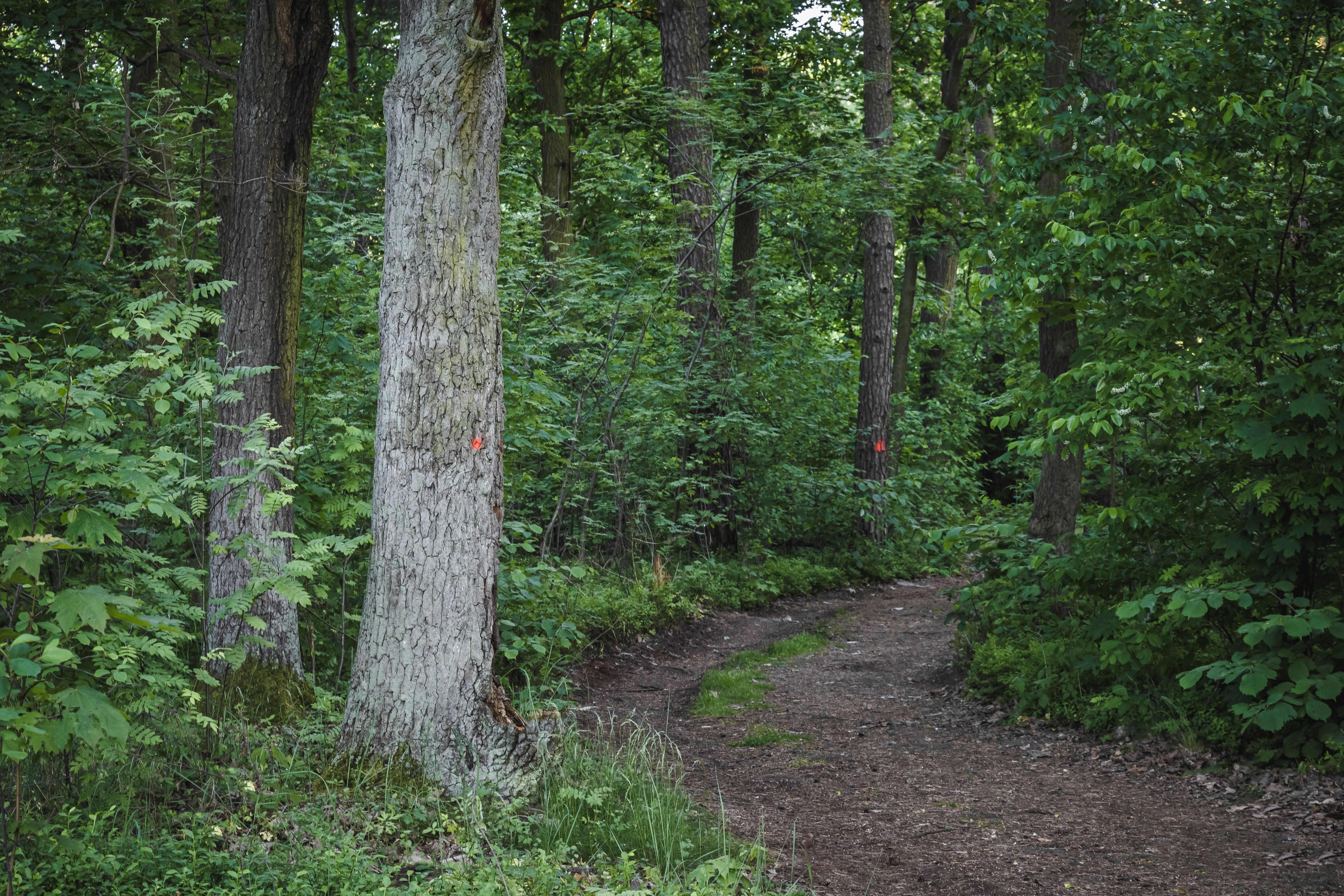 A tranquil forest path surrounded by tall trees and vibrant green foliage.